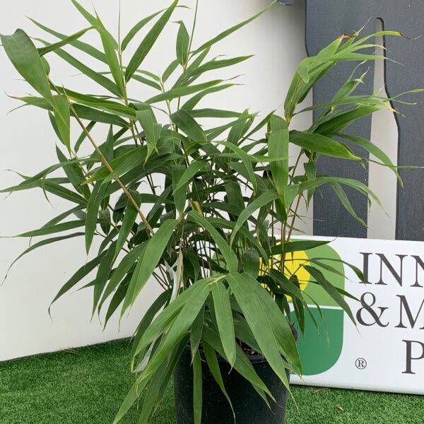 Bambusa pseudosasa 'JAPONICA'
