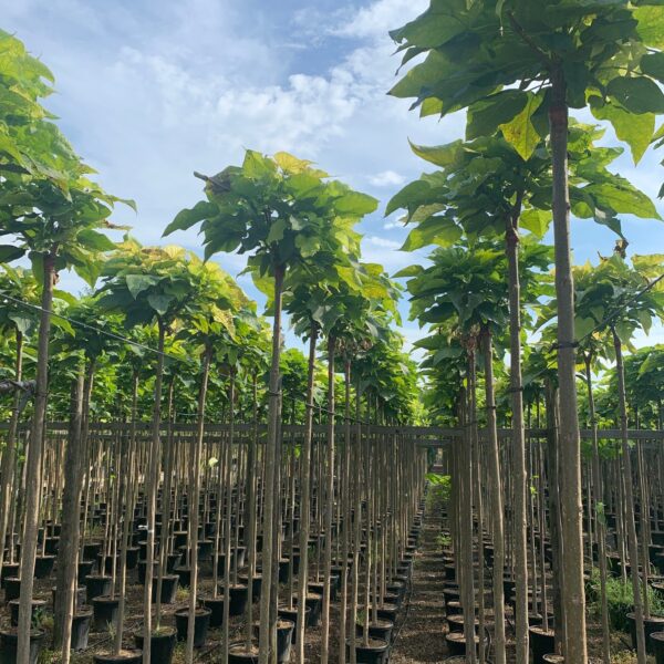 Catalpa bungei
