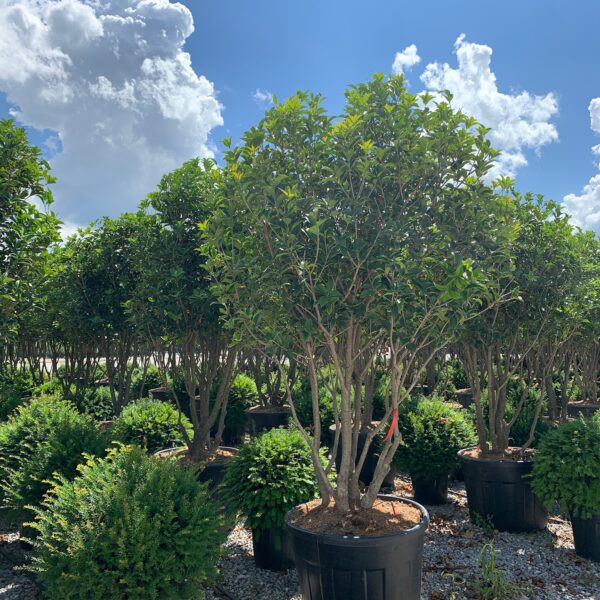 Osmanthus × FORTUNEI