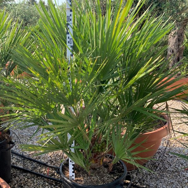 Chamaerops humilis (pritlikava bodičasta palma)