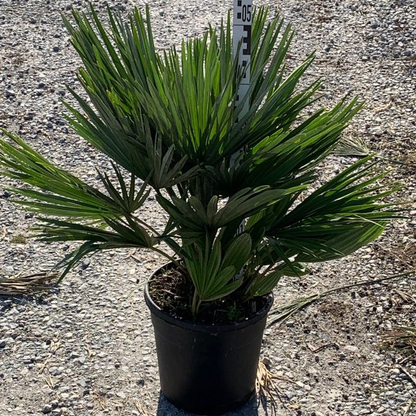 Chamaerops humilis 'Compacta' (Navadna palma)