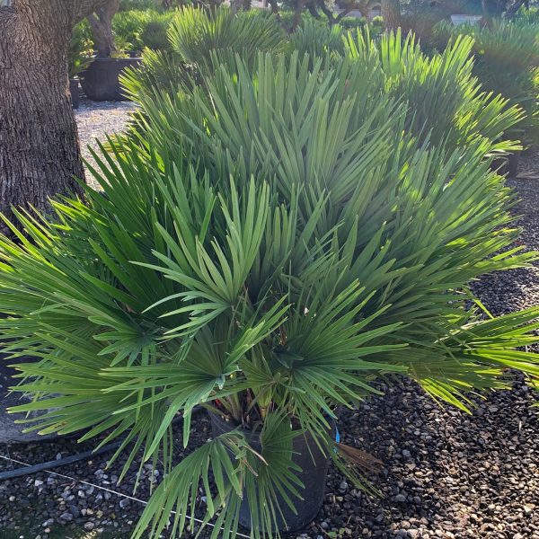 Chamaerops humilis 'Compacta' (Navadna palma)