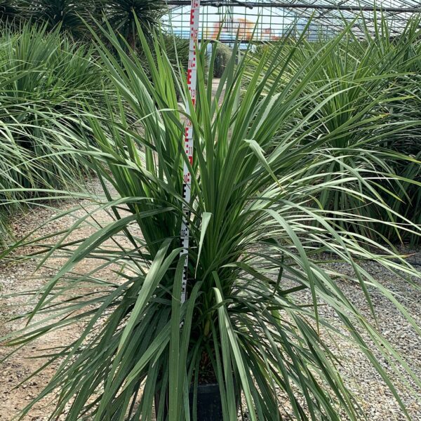 Cordyline australis – novozelandska kordilina