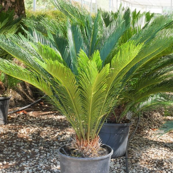 Cycas revoluta (Sagova palma)