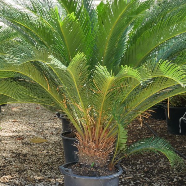 Cycas revoluta (Sagova palma)