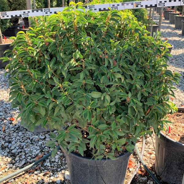 Prunus lusitanica 'ANGUSTIFOLIA'