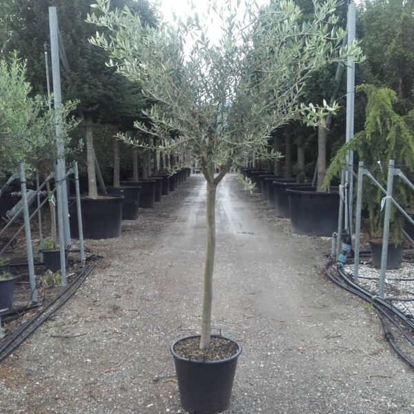 Olea europaea 'FORMA TOSCANA'