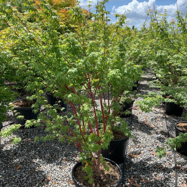 Acer palmatum 'Sango Kaku' (Pahljačasti javor)