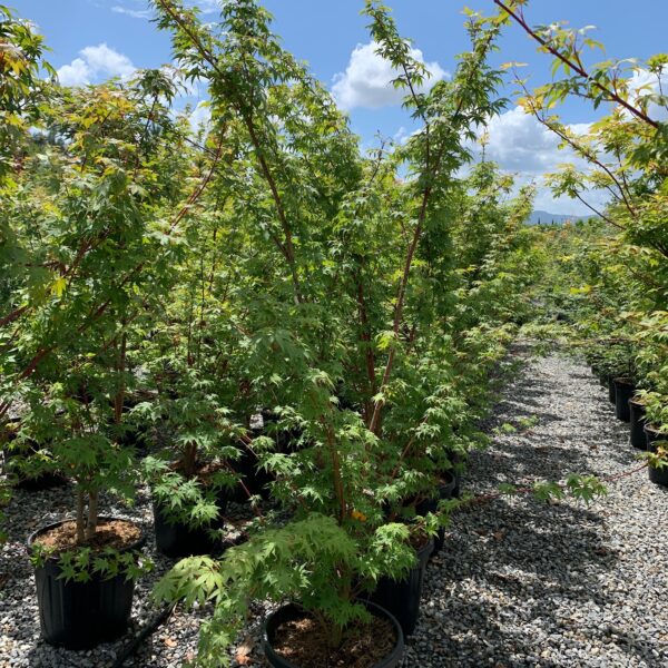 Acer palmatum 'Sango Kaku' (Pahljačasti javor)
