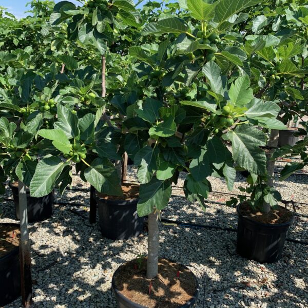 Ficus carica 'FIGUES DE MARSEILLE'