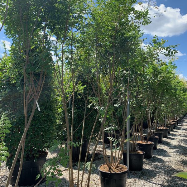 Koelreuteria paniculata