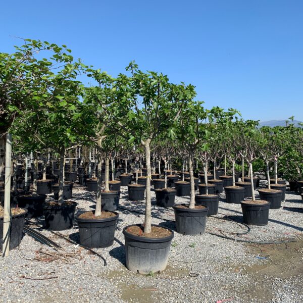 Ficus carica 'FIGUES DE MARSEILLE'