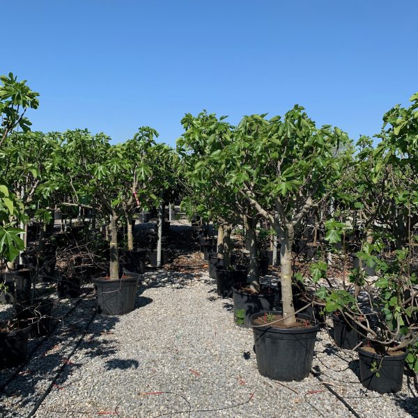 Ficus carica 'Brown Turkey' (Figa na steblu)