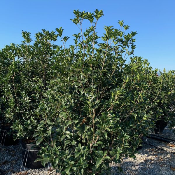 Osmanthus × FORTUNEI
