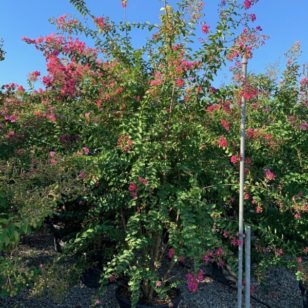 Lagerstroemia indica 'ROSEA'