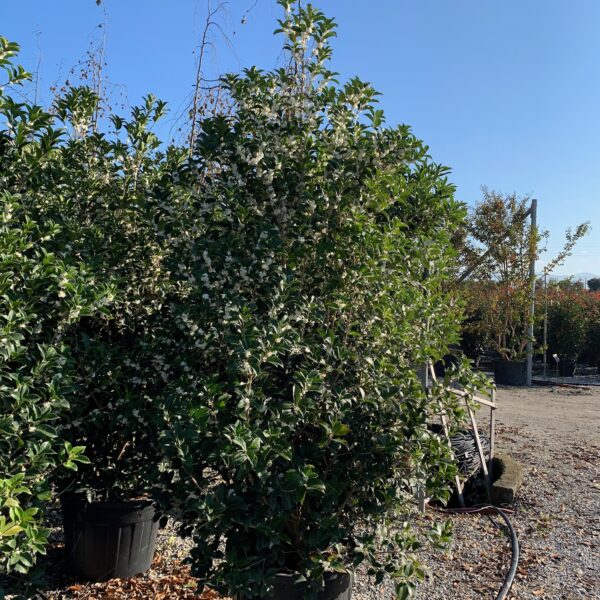 Osmanthus × FORTUNEI