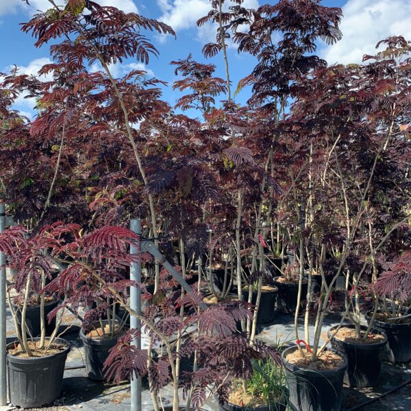 Albizia julibrissin 'SUMMER CHOCOLATE'