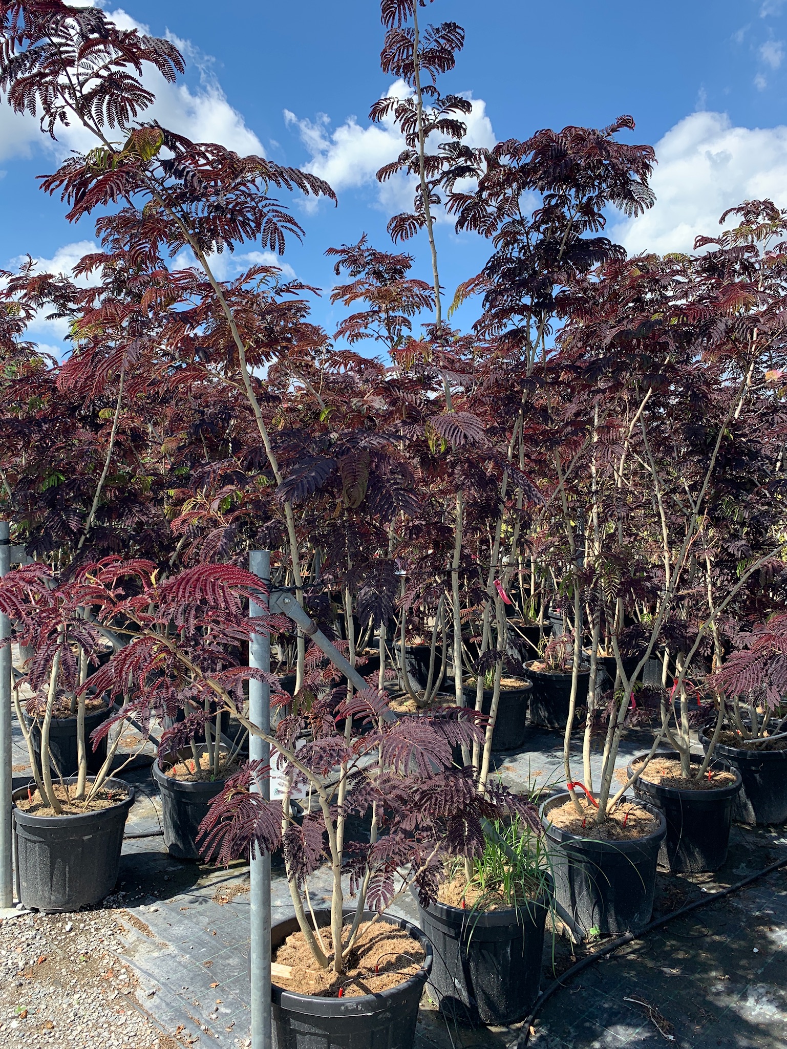 Albizia julibrissin 'SUMMER CHOCOLATE' Albizia julibrissin 'SUMMER CHOCOLATE' - slika 1