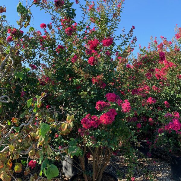 Lagerstroemia × DYNAMITE