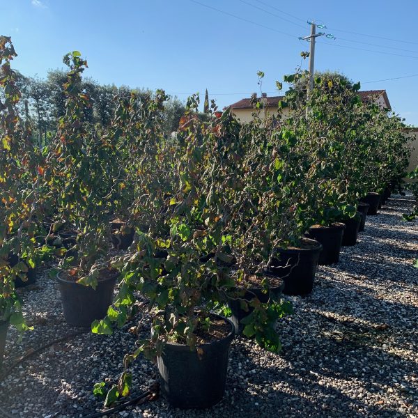 Corylus avellana 'Contorta' (Zvita leska)