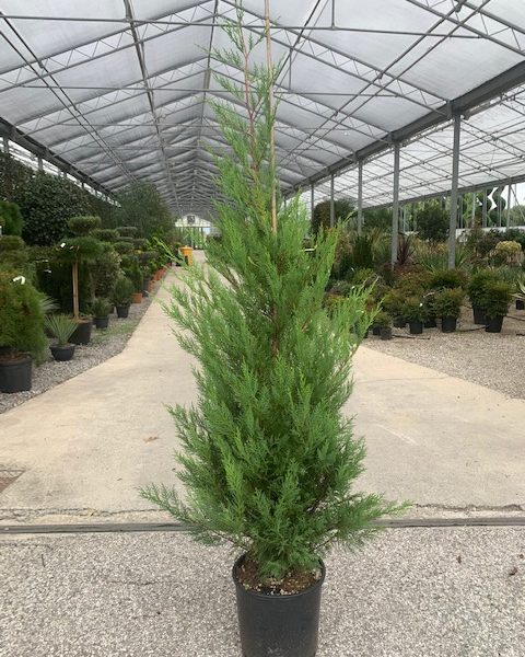 Cupressocyparis leylandii (Lejlandova cipresa)