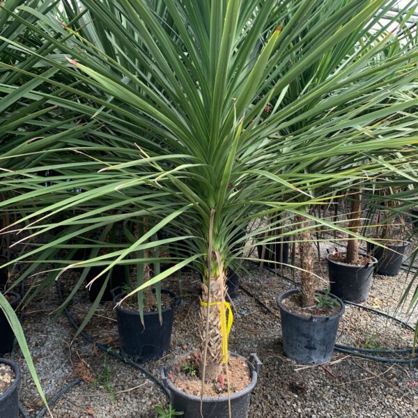 Cordyline australis – novozelandska kordilina