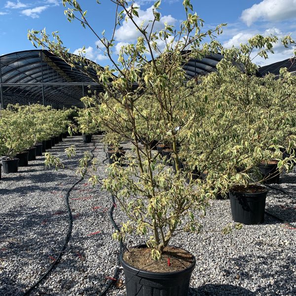 Cornus controversa 'Variegata' (Pisanolistni dren)