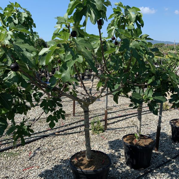 Ficus carica 'Brown Turkey' (Figa na steblu)