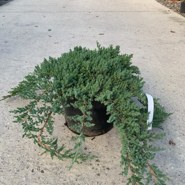 Juniperus procumbens 'Nana' (Polegli brin)