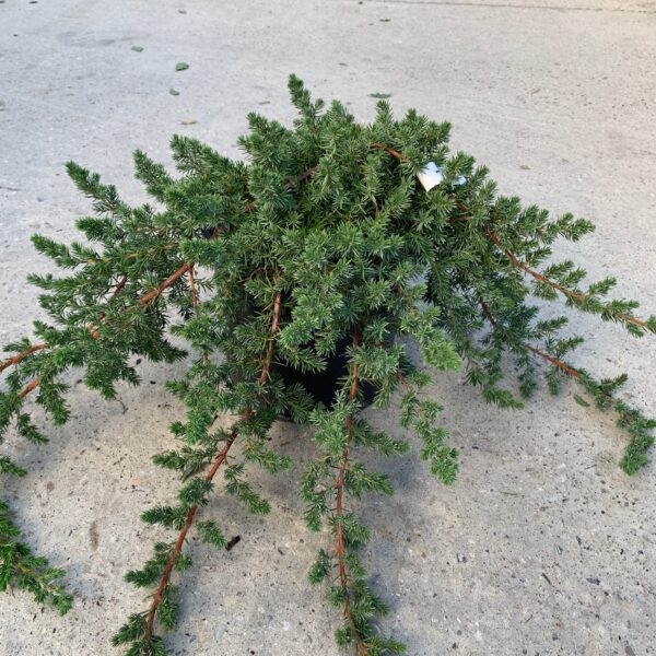 Juniperus conferta 'Blue Pacific' (Pokrovni brin)
