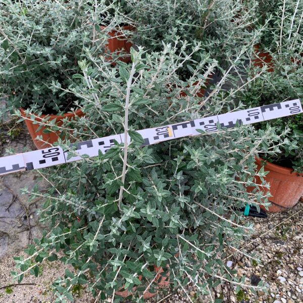Teucrium fruticans