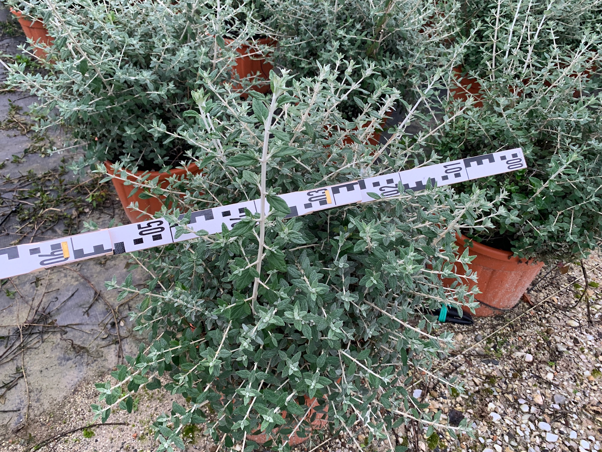 Teucrium fruticans Teucrium fruticans - slika 1