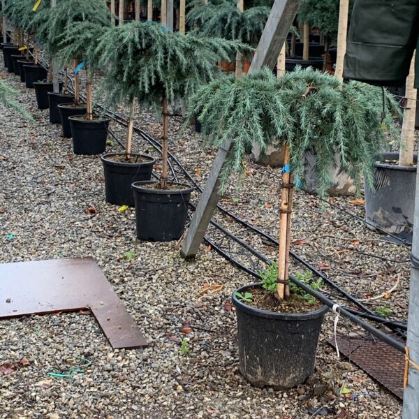 Cedrus deodara 'Feelin Blue' (Pritlikava himalajska cedra - NA STEBLU)