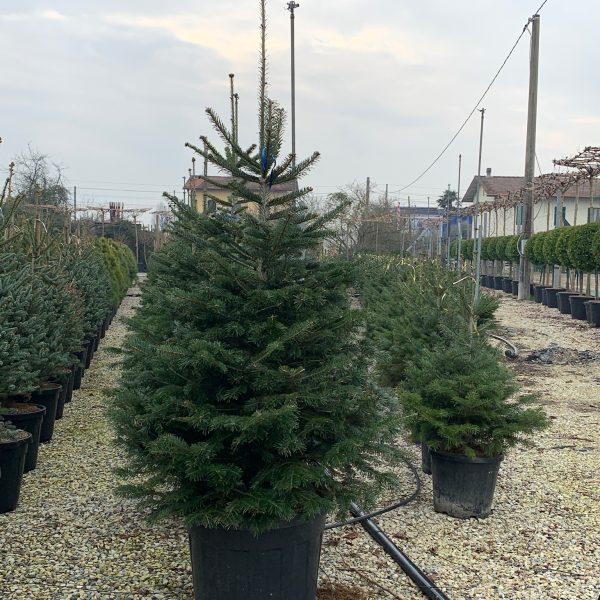 Abies nordmanniana (Kavkaška jelka)