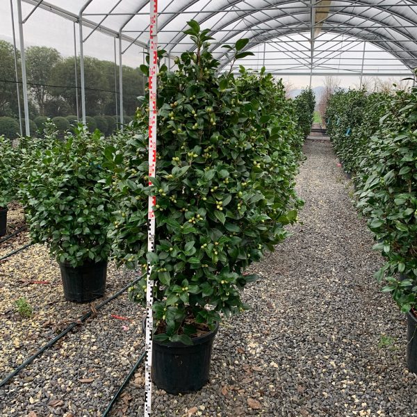 Camellia japonica ‘Bianco’ – bela japonska kamelija | EXTRA kakovost
