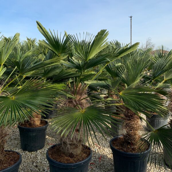 Trachycarpus fortunei 'WAGNERIANUS'