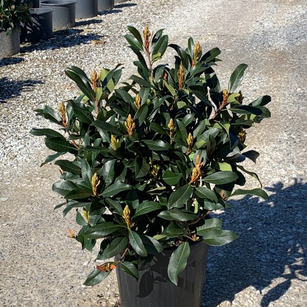 Eriobotrya 'Coppertone' (Japonska nešplja)
