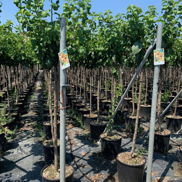 Prunus sativa 'REINE CLAUDE D'OUILLINS'