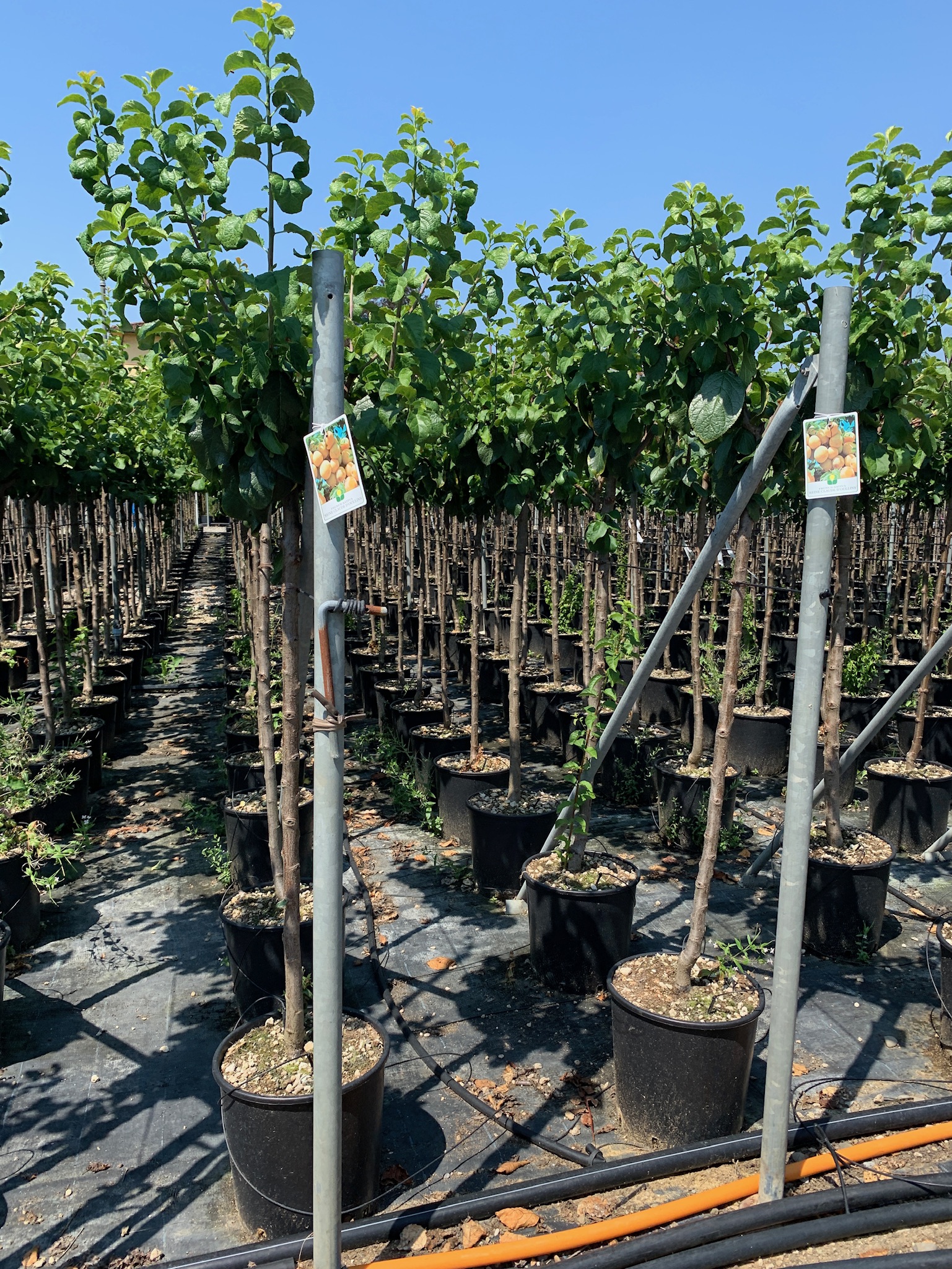 Prunus sativa 'REINE CLAUDE D'OUILLINS' Prunus sativa 'REINE CLAUDE D'OUILLINS' - slika 1