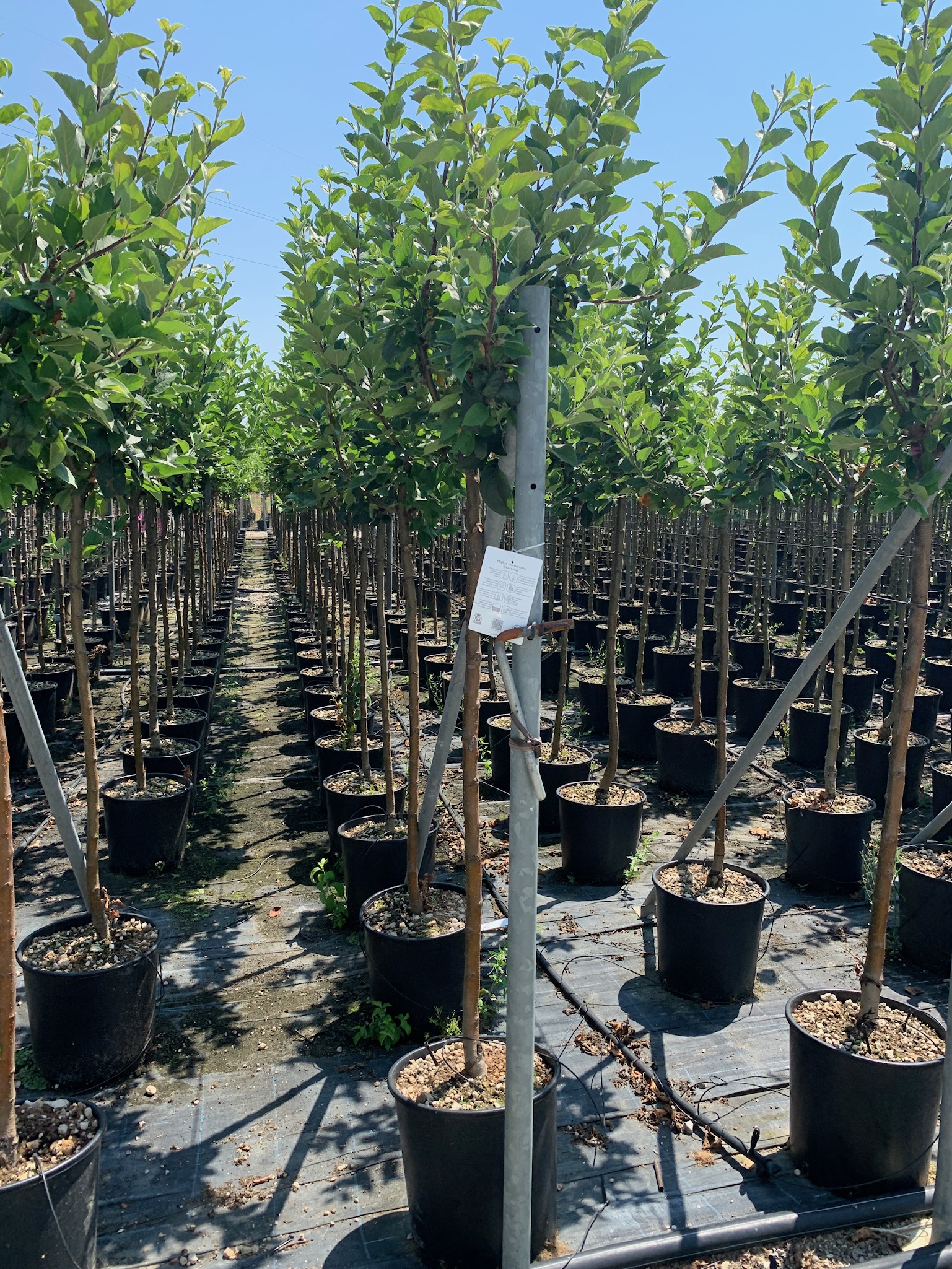 Malus communis 'STARKING' Malus communis 'STARKING' - slika 1