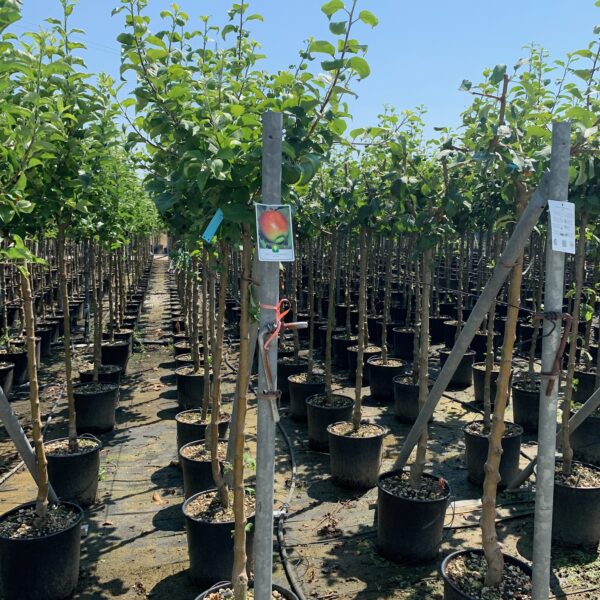 Malus communis 'FUJI'