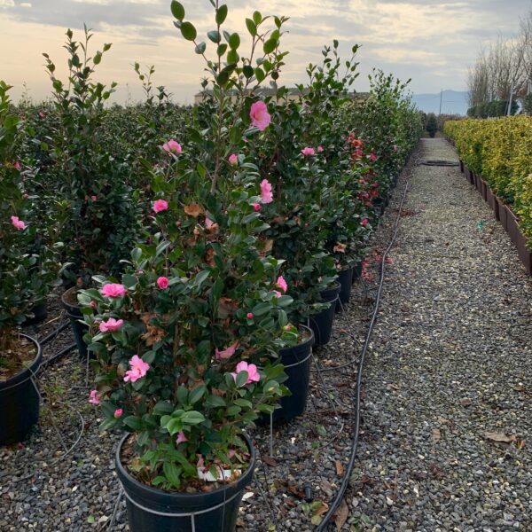 Camellia sasanqua 'Cleopatra' (Kamelija)