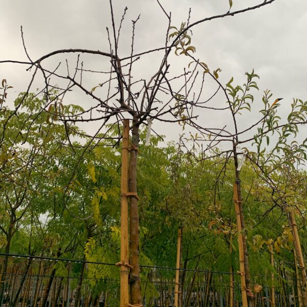Prunus subhirtella 'PENDULA'