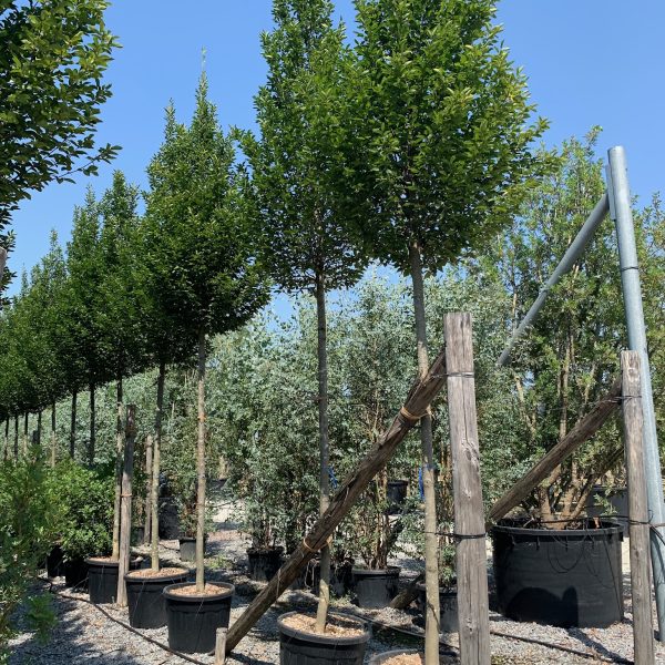 Carpinus betulus 'Fastigiata' (Stebrasti gaber)