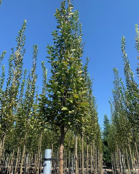 Carpinus betulus 'Fastigiata' (Stebrasti gaber)