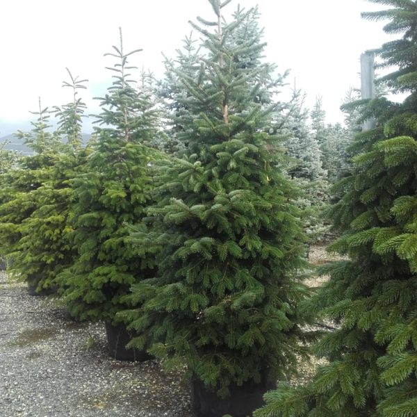 Abies nordmanniana (Kavkaška jelka)