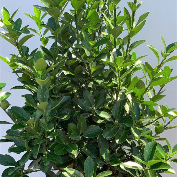 Euonymus japonicus (Japonski evonim)