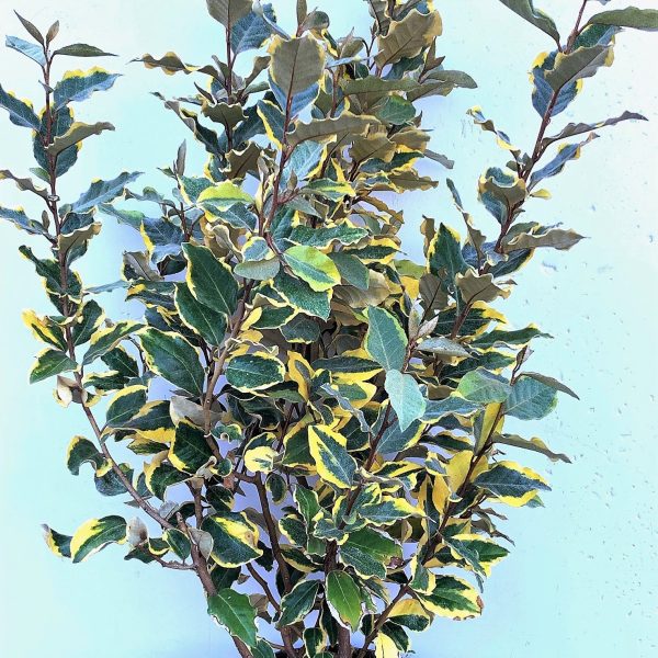 Elaeagnus ebbingei 'Viveleg' (Navadni oman Marela)