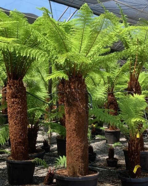 Dicksonia antarctica
