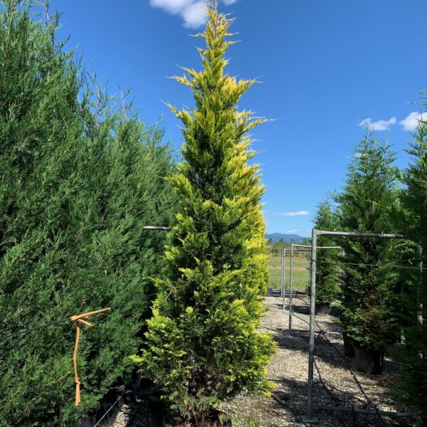 Cupressocyparis leylandii 'Gold Rider ' (Leylandova cipresa)